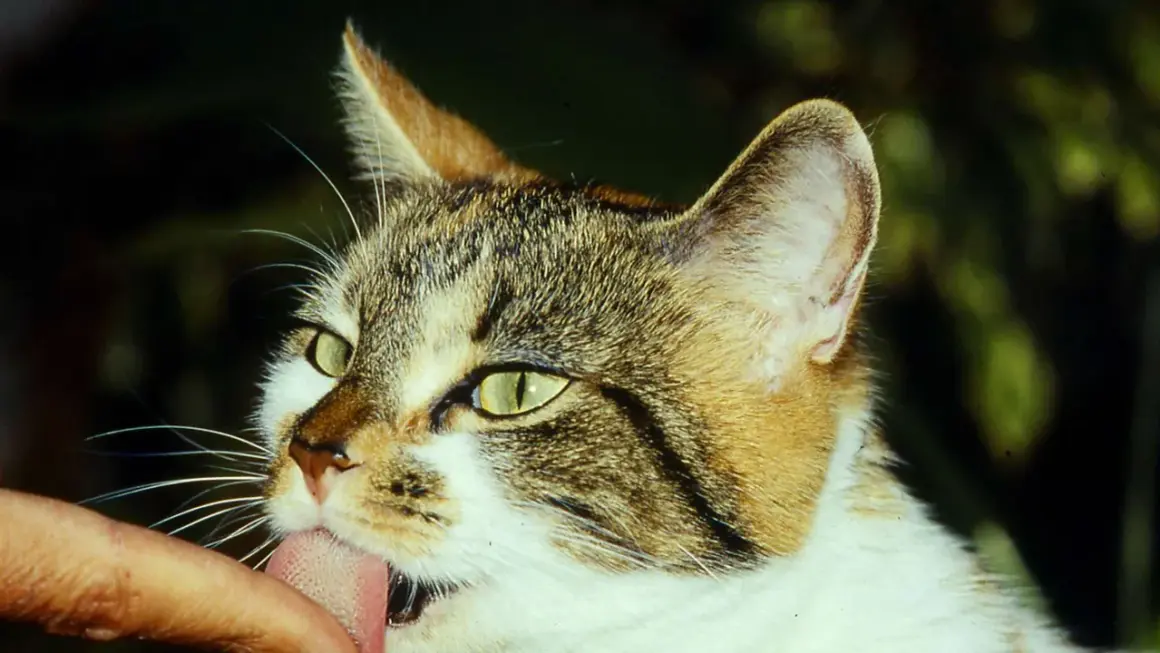 Eine Katze leckt liebevoll einen Finger ab. Ihr Fell ist getigert und weiß, die Augen leuchten grün.
