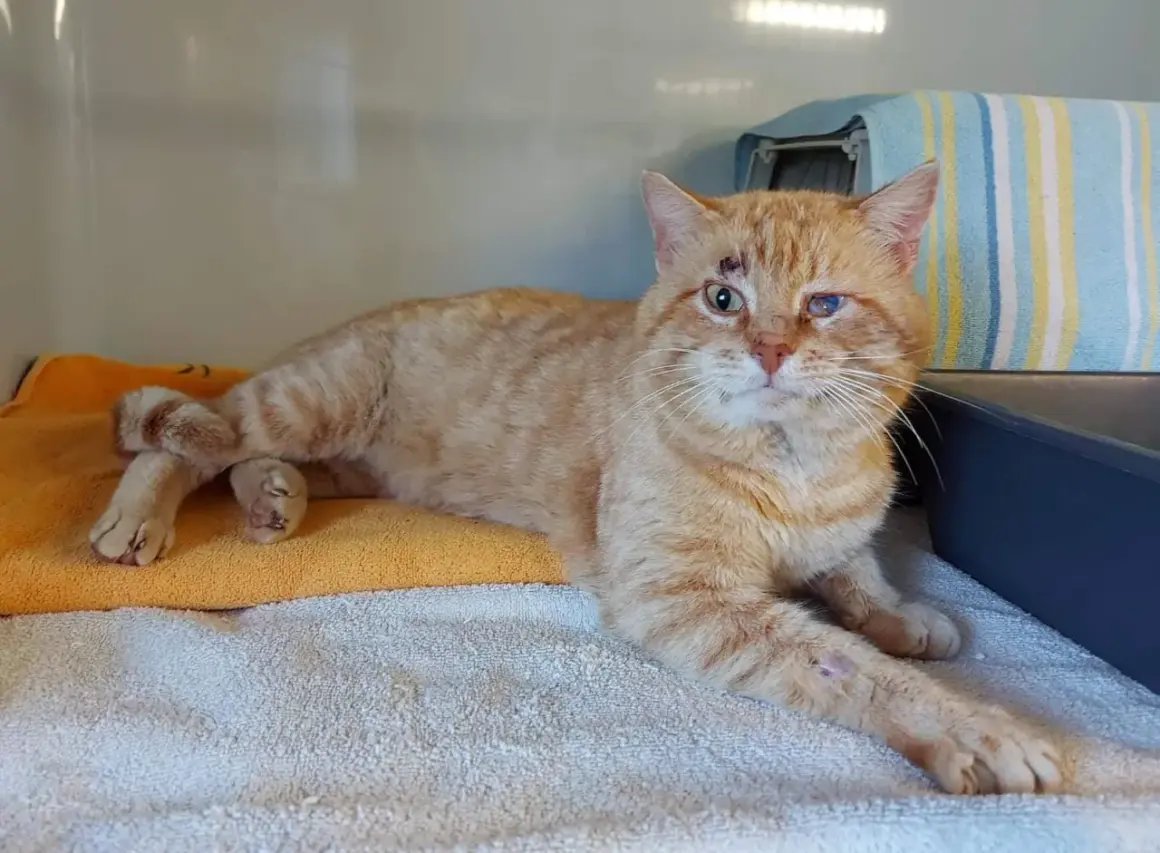 Ingeschnitzte Wunden und ein trübes Auge deuten auf FIV-Katze-Symptome hin. Die orange getigerte Katze liegt auf Handtüchern.