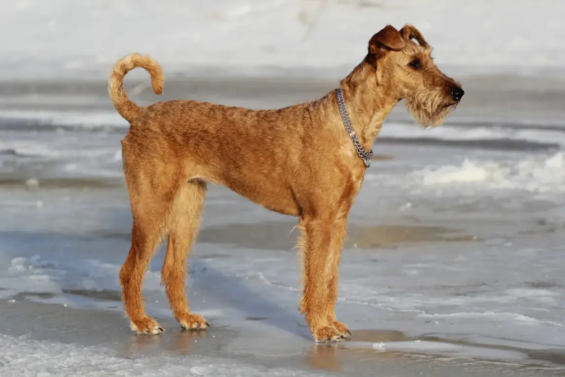 Ein stolzer Irish Terrier steht auf Eis. Sein rotes Fell leuchtet in der Wintersonne, während er aufmerksam in die Ferne blickt.
