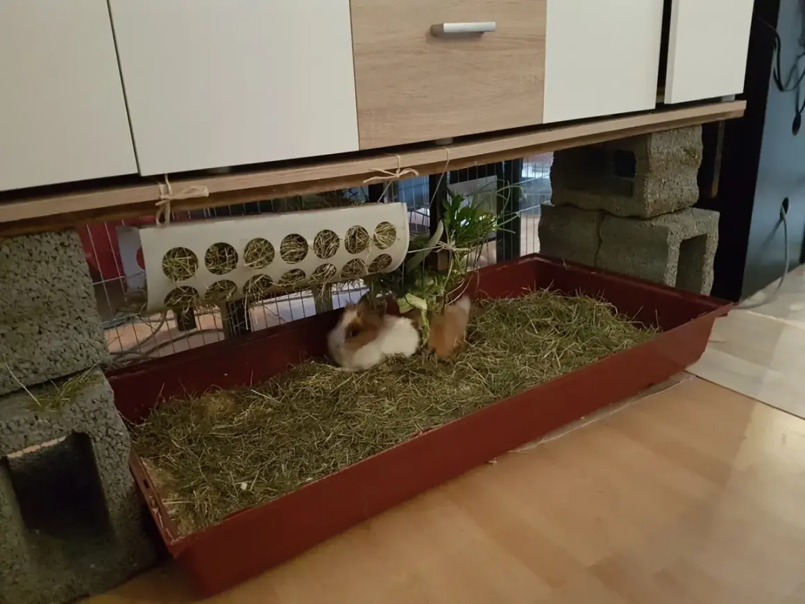 Zwei Zwergkaninchen genießen ihre Zwergkaninchen Haltung Wohnung in einem geräumigen Gehege mit viel Heu.