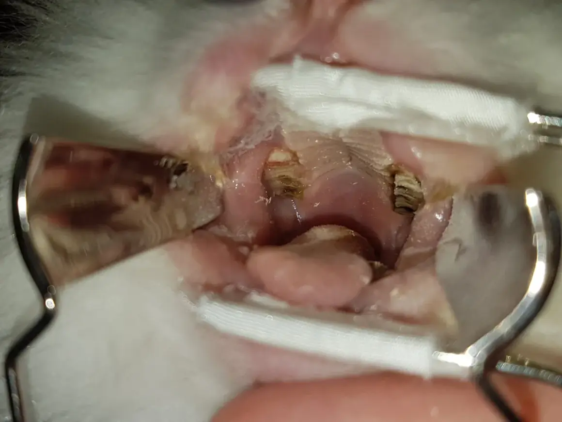 Kaninchen mit Zahnfehlstellung: Die Lebenserwartung kann durch regelmäßige tierärztliche Kontrolle und Behandlung verbessert werden.