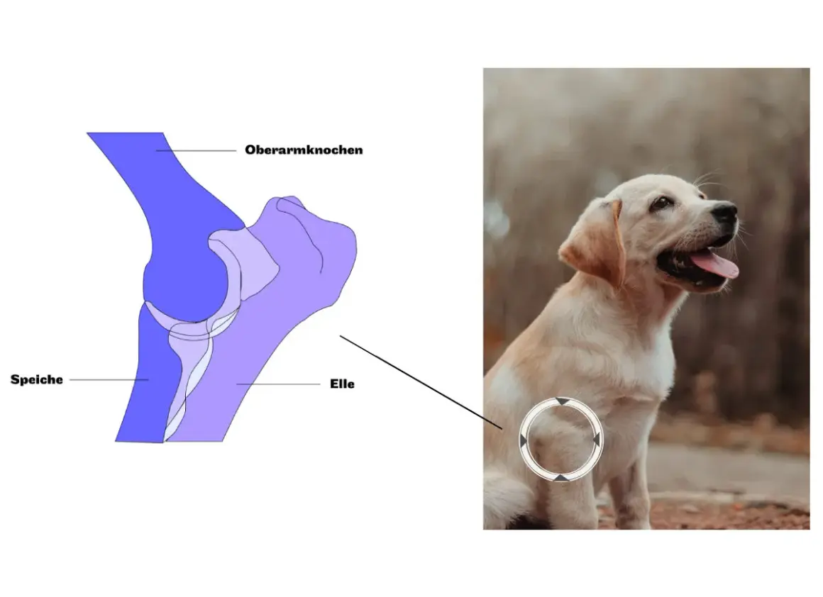 HD Hund Gangbild: Anatomische Darstellung des Ellenbogengelenks eines Hundes, daneben ein süßer Welpe.