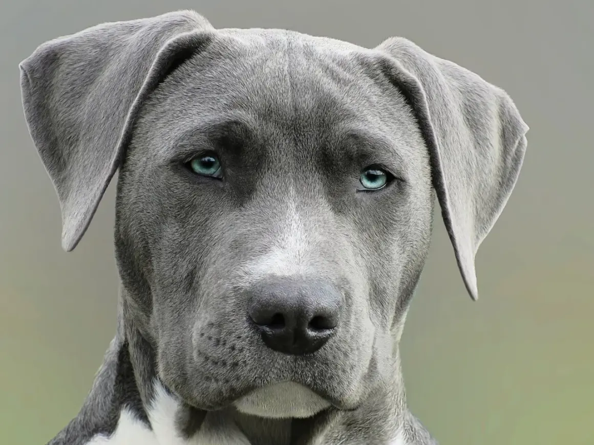 Nahaufnahme eines Hundes mit blau-grauem Fell und durchdringenden blauen Augen.