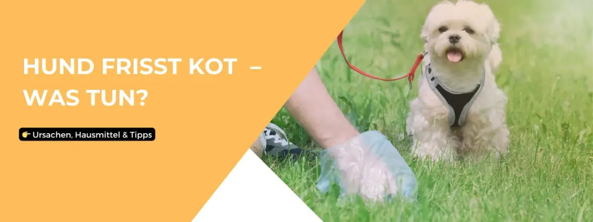 Ein weißer Hund sitzt im Gras, während eine Hand mit Handschuh etwas aufhebt. Der Text fragt: "Hund frisst Kot – Was tun?".