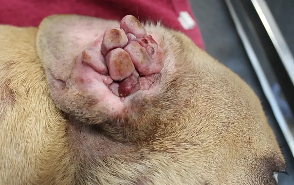 Hund mit Mastzelltumor im Endstadium: Geschwollene, knotige Läsionen im Ohr, ein trauriges Symptom.
