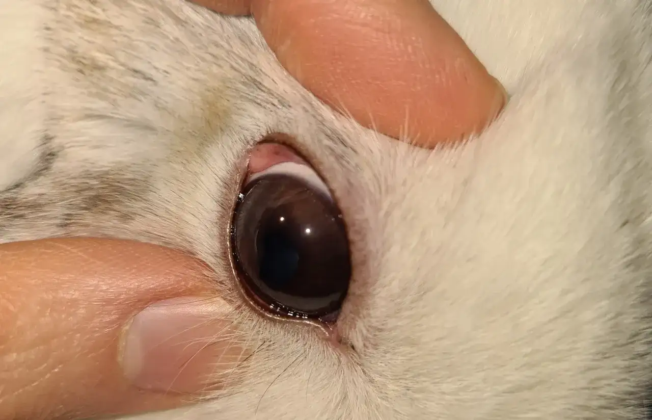 Verklebte Kaninchenaugen - Ursachen, Reinigung & wann zum Tierarzt