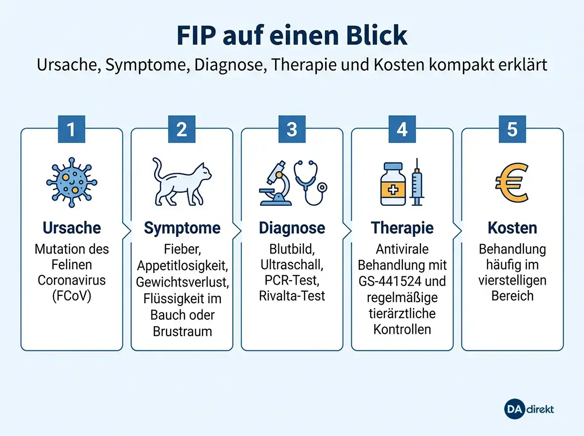 FIP bei Katzen erkennen und behandeln - was jetzt wichtig ist