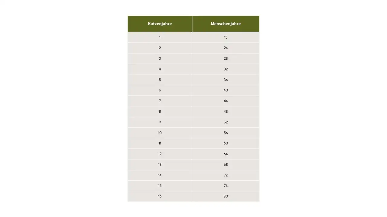 Katzenalter in Menschenjahren richtig umrechnen - Tabelle und Tipps