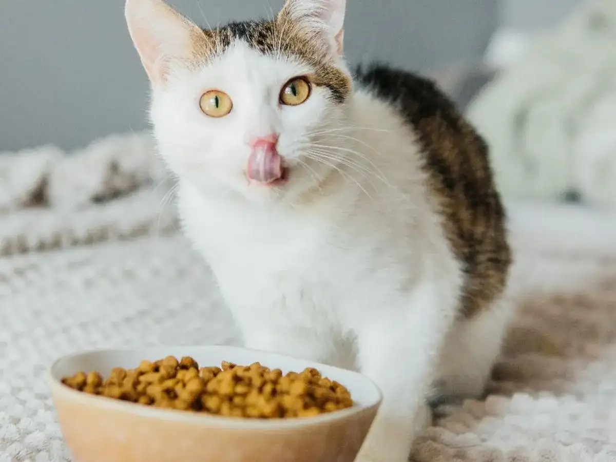 Katze ständig hungrig? Ursachen & Hilfe bei Dauerhunger!