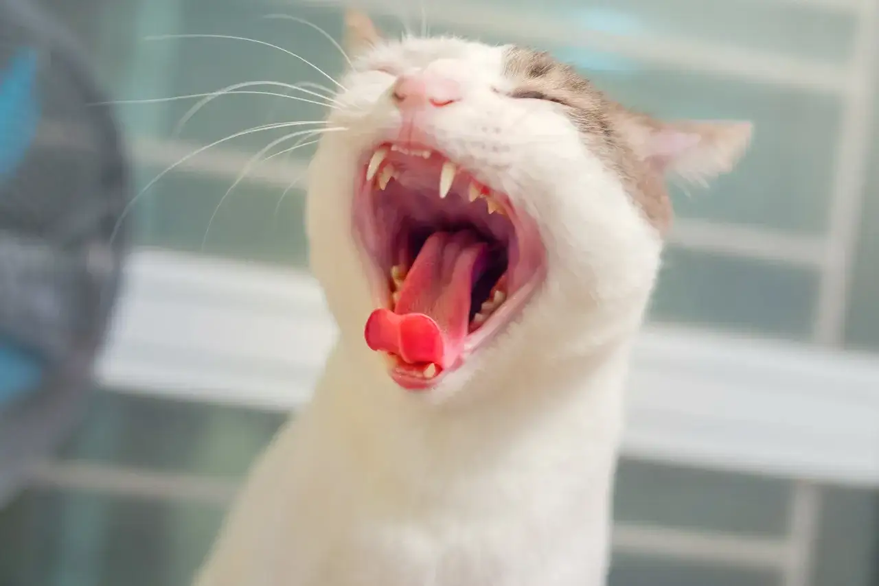 Rotes Zahnfleisch Katze - Wann es ernst wird & was tun?