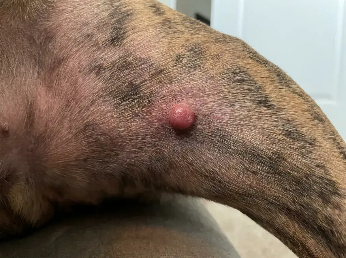 Ein rötlicher Knoten auf der Haut eines Hundes, möglicherweise ein Mastzelltumor.