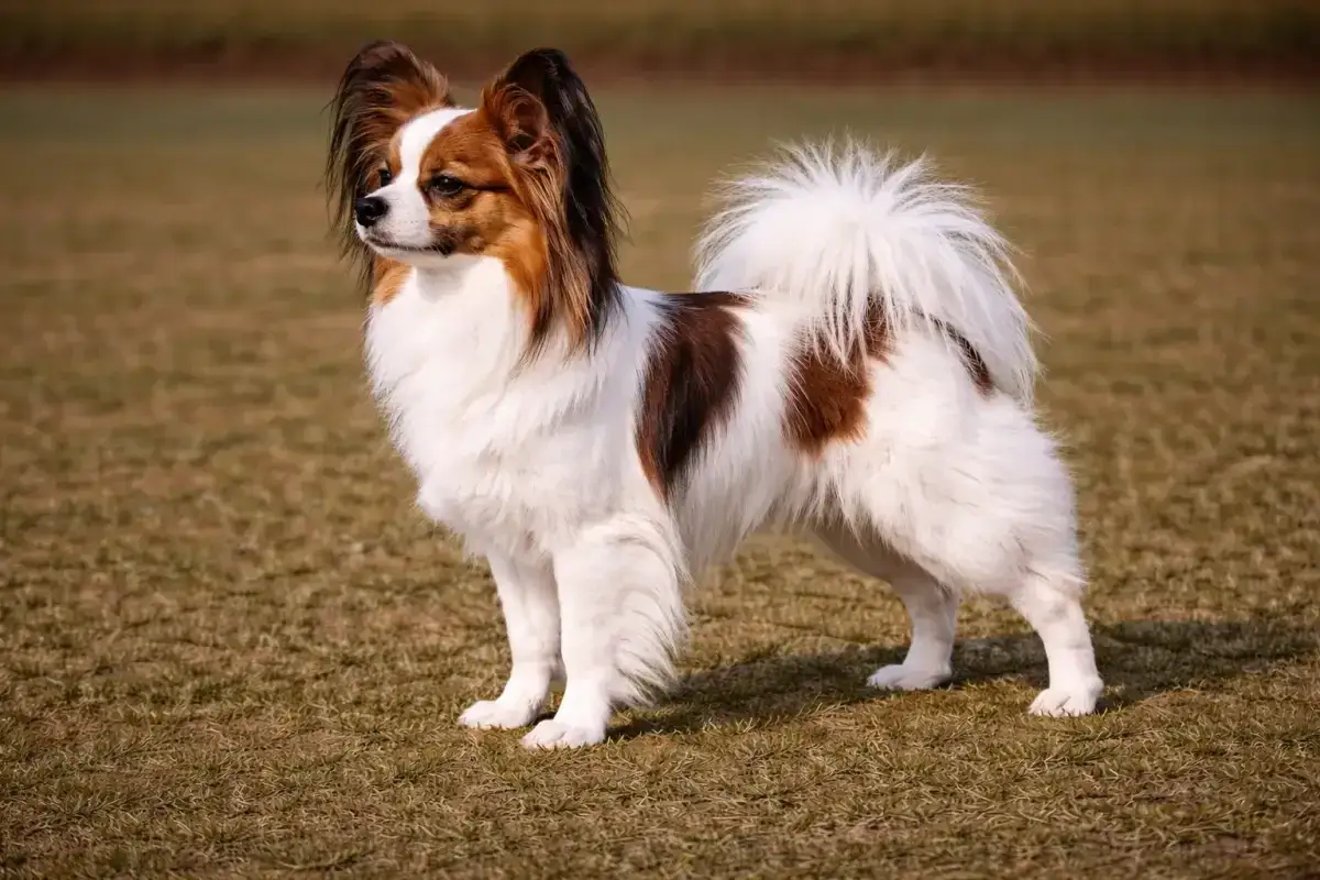 Ein eleganter kurzhaar Papillon Hund steht auf einer Wiese. Sein Fell ist wei&szlig; mit braunen Flecken und seine Ohren sind aufmerksam aufgestellt.