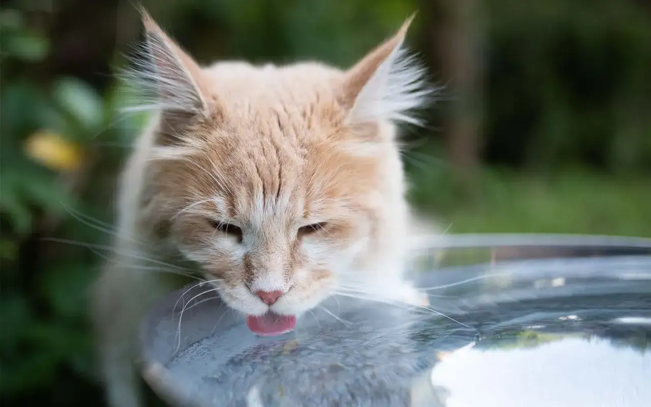 Eine orangefarbene Katze trinkt, vielleicht ein Zeichen für Katze Diabetes Symptome wie vermehrtes Trinken.
