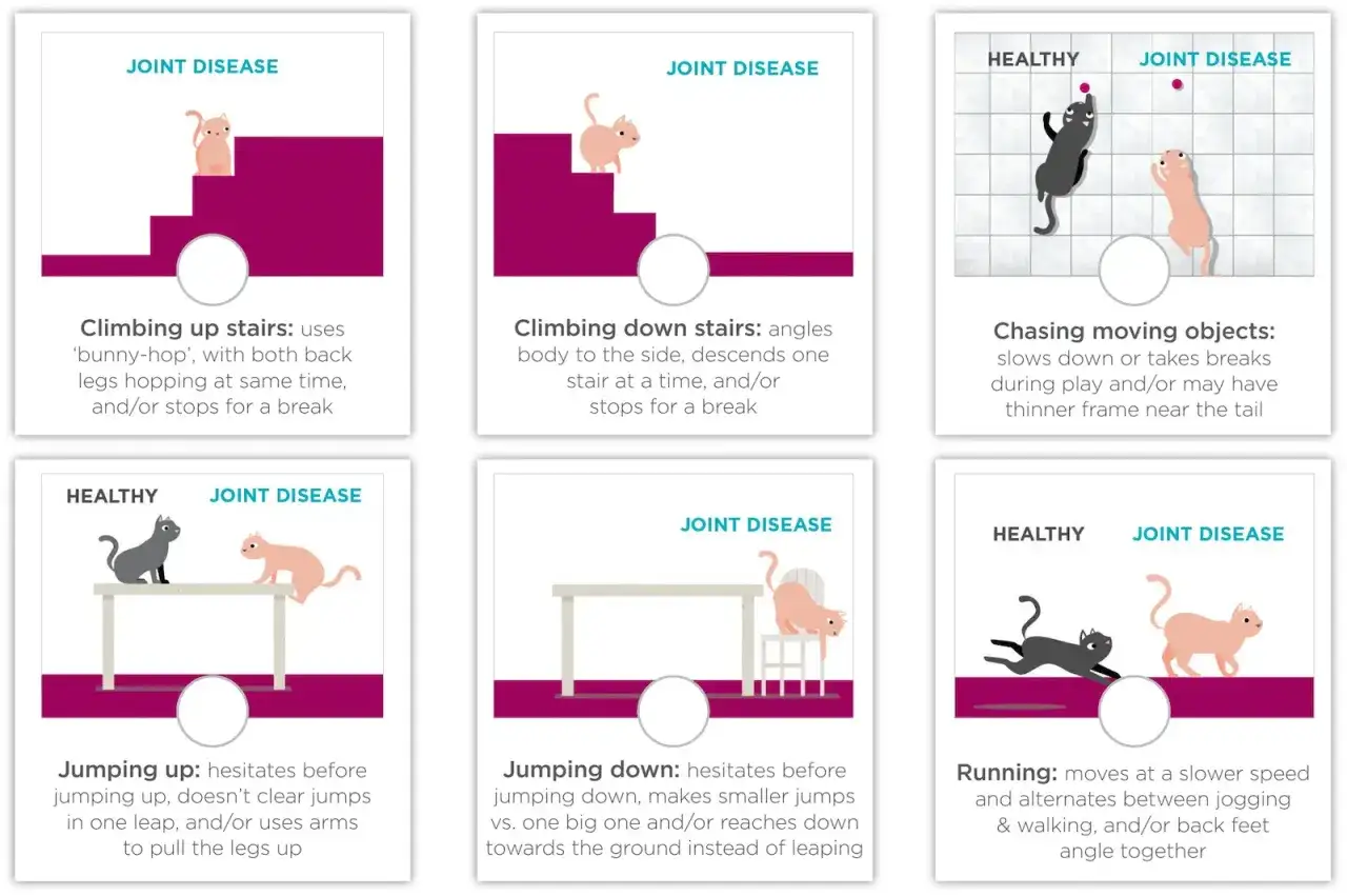 Illustrationen zeigen Katzen mit Arthrose im Gangbild: langsamer Lauf, Spr&uuml;nge mit Pausen, Schwierigkeiten beim Treppensteigen.