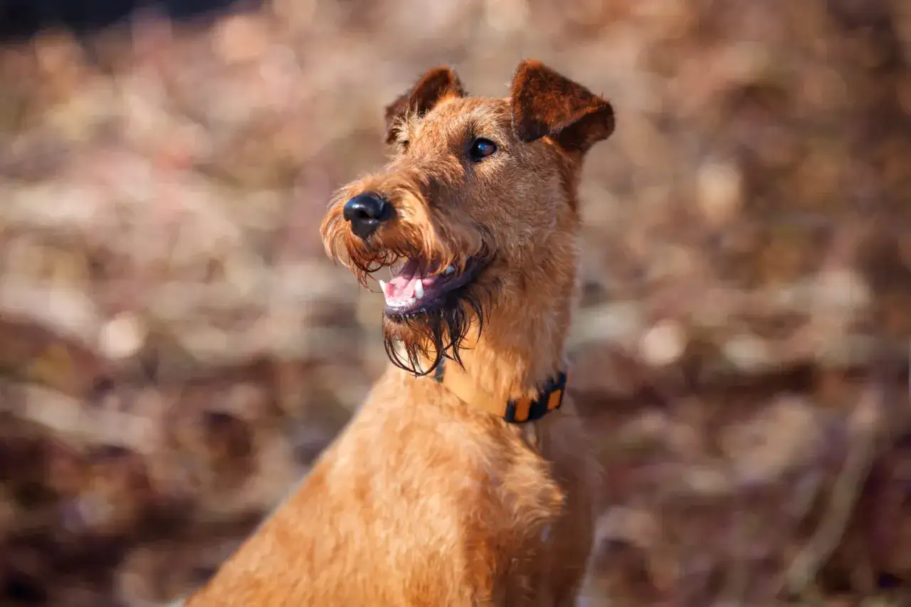 Ein fröhlicher Irish Terrier mit struppigem, rotem Fell und einem orange-schwarzen Halsband sitzt im Freien.