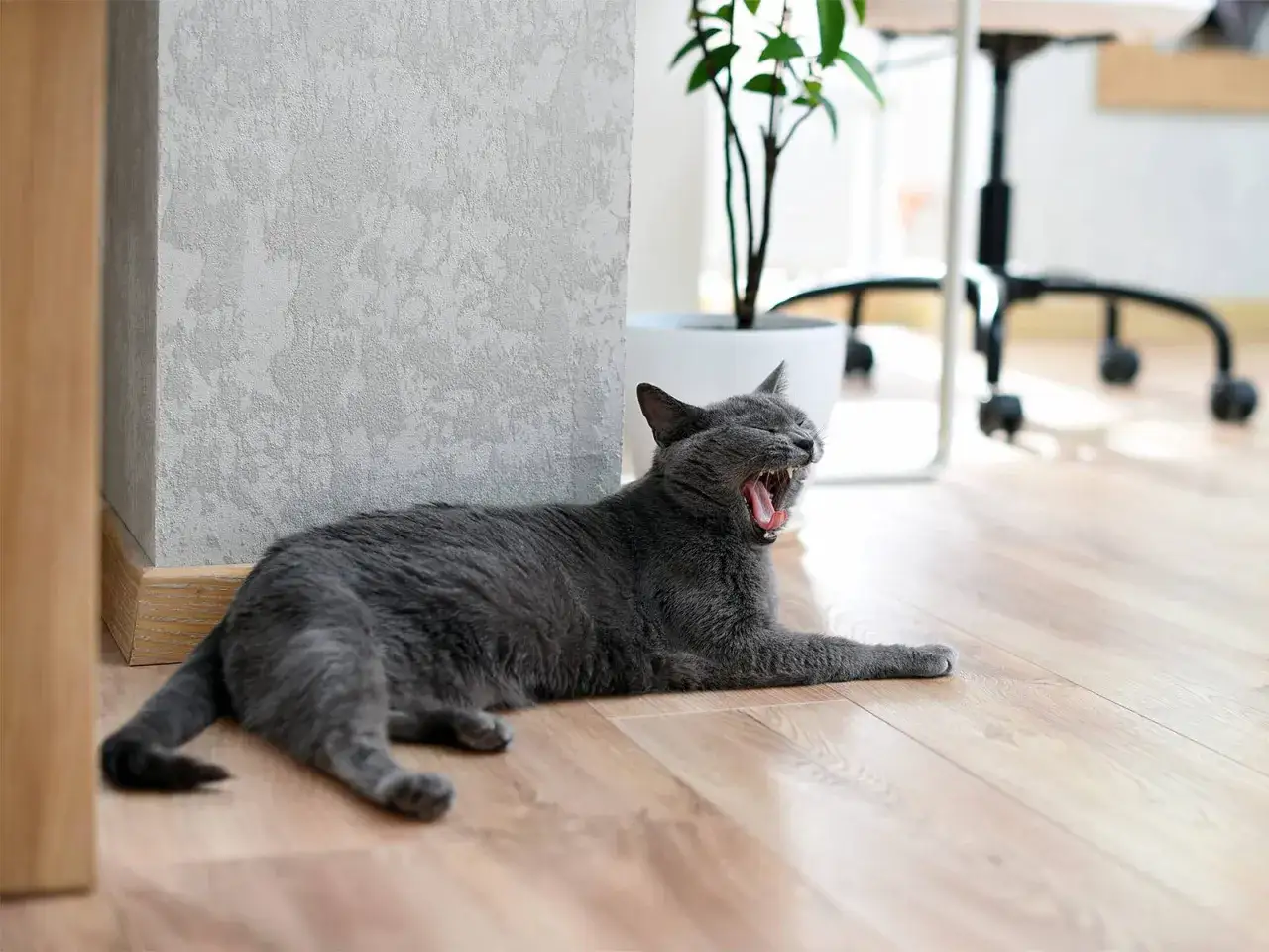 Grauer Kater g&auml;hnt auf dem Boden. Er fragt sich, wie lange man 2 Katzen alleine lassen kann, w&auml;hrend er sich ausstreckt.