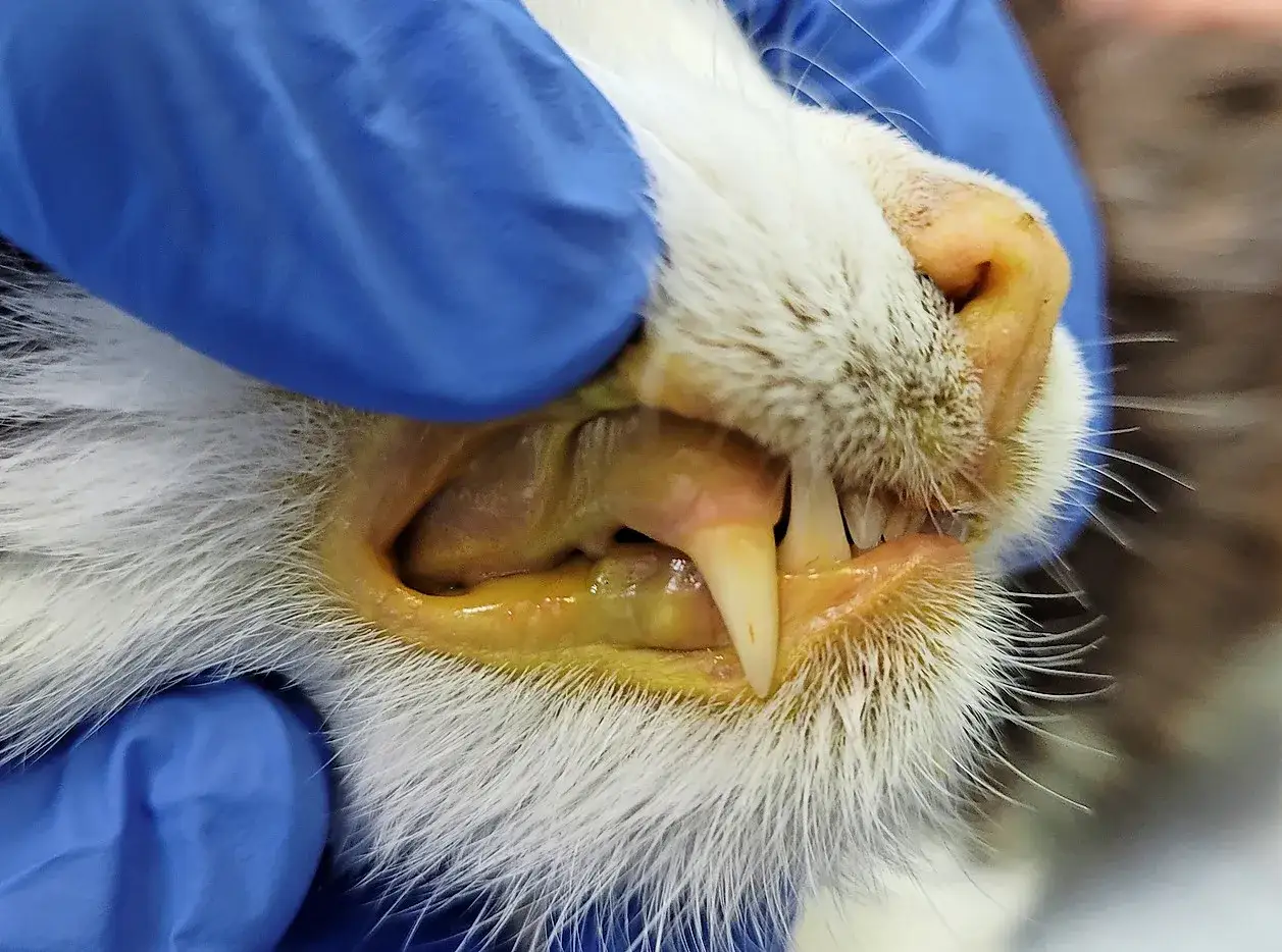 Tierarzt untersucht die gelben Augen und das Maul einer Katze. Die Zähne sind scharf, das Zahnfleisch ist gelblich.