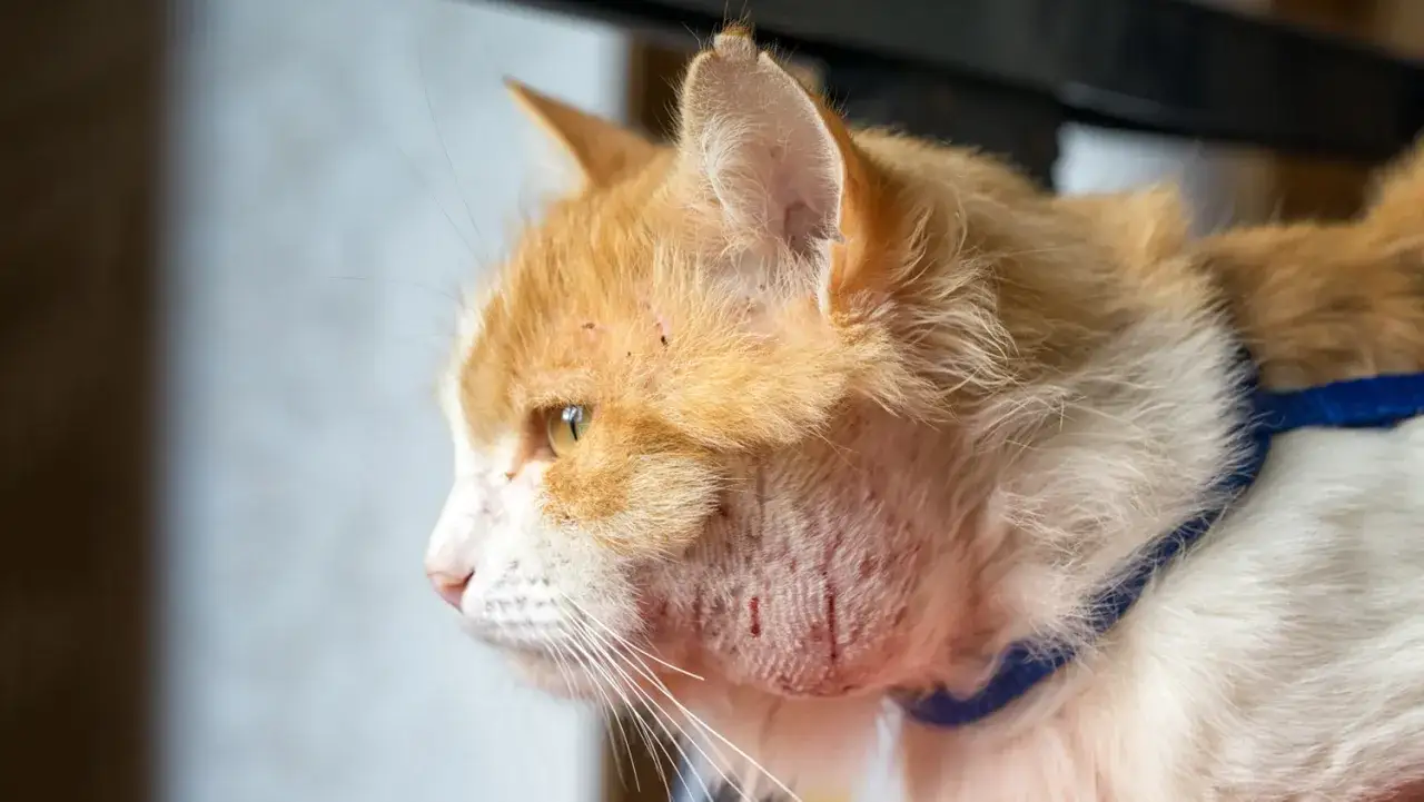 Nahaufnahme einer Katze mit Hautirritationen und Krusten im Gesicht und Hals.