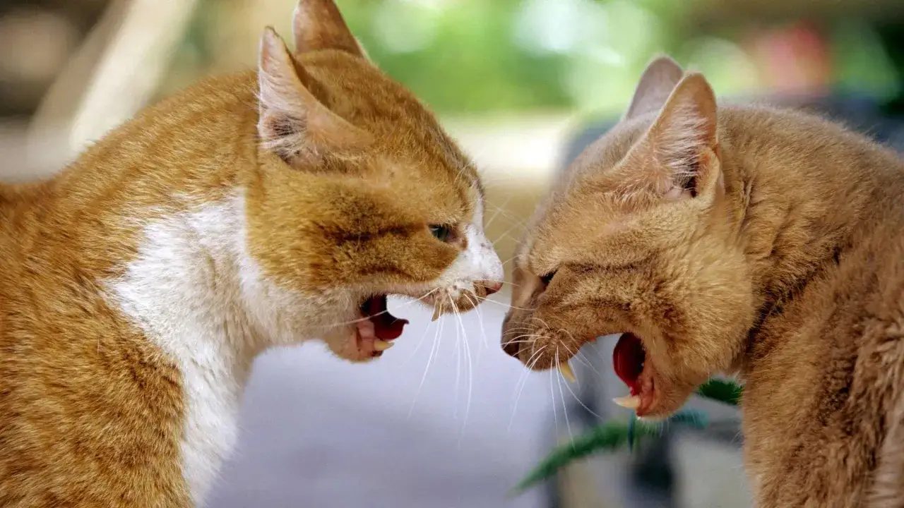 Zwei orangefarbene Katzen fauchen sich an, ihre M&auml;uler weit ge&ouml;ffnet und die Z&auml;hne entbl&ouml;&szlig;t. Ein dramatischer Moment des Konflikts.