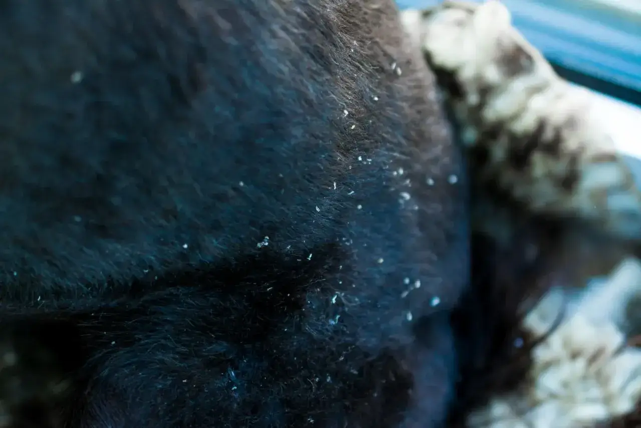Nahaufnahme von dunklem Fell mit sichtbaren Schuppen, die auf trockene Haut bei einem Hund hindeuten.