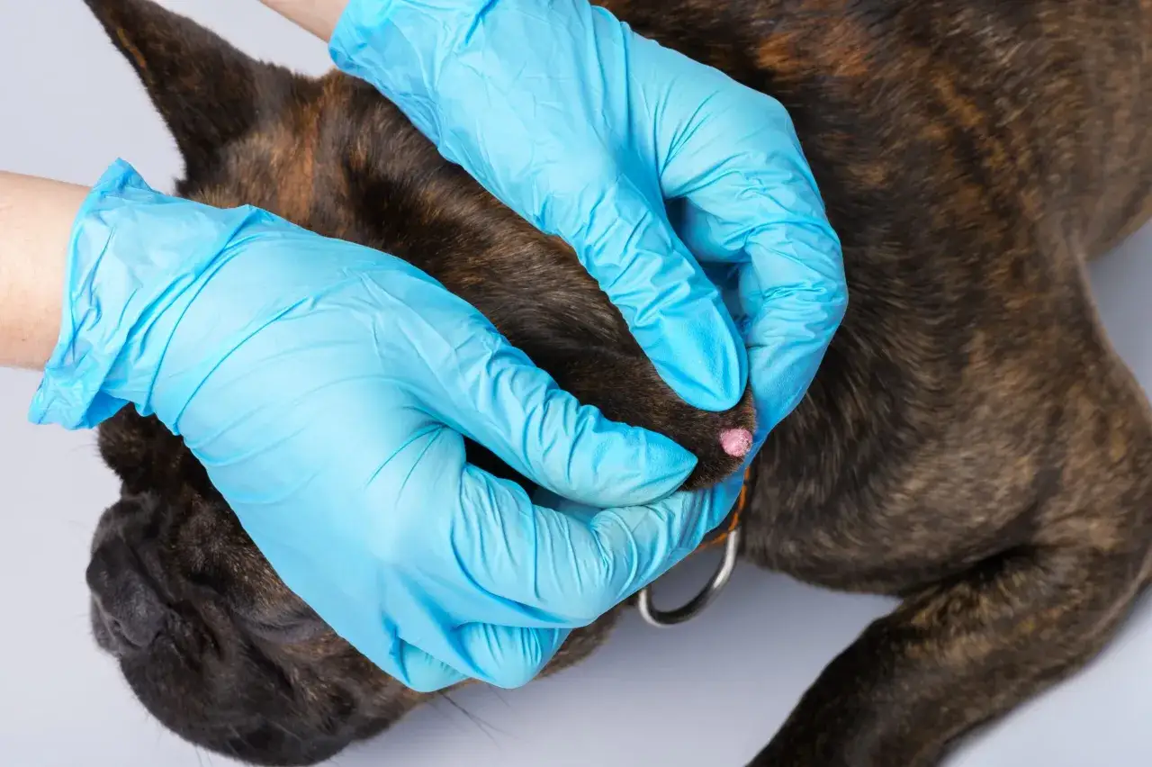 Tierarzt untersucht eine Warze an der Pfote eines Hundes. Mögliche Hausmittel für Warzen beim Hund werden besprochen.