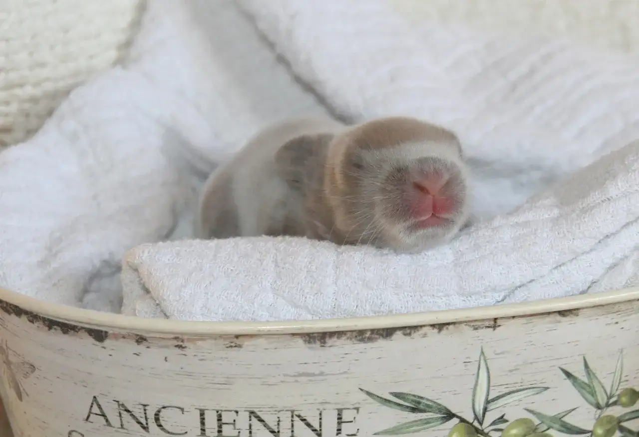 Ein winziges, neugeborenes Kaninchenbaby ruht weich in einem Körbchen, umgeben von flauschigen Handtüchern.