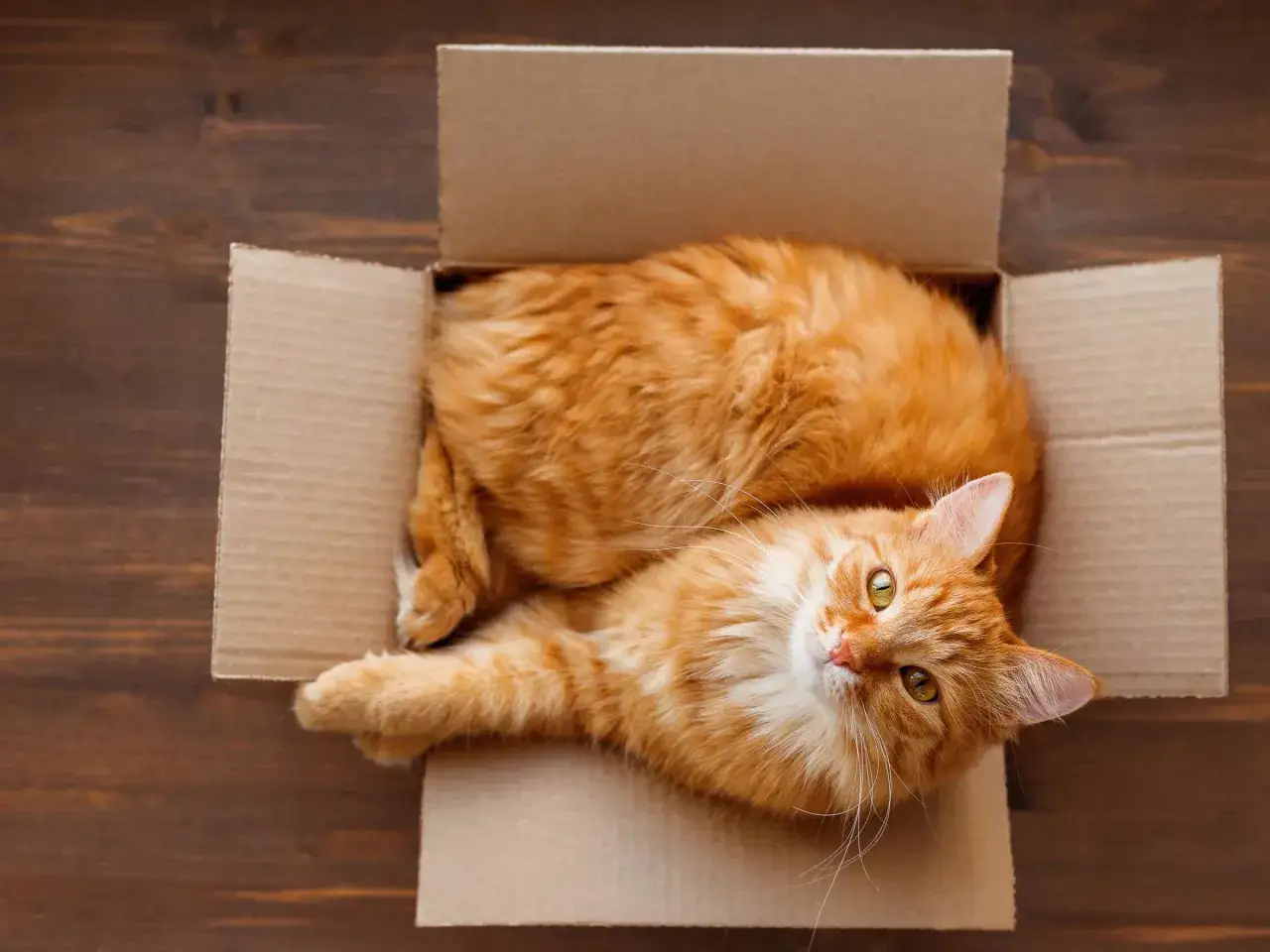 Ein flauschiges orangefarbenes Kätzchen liegt entspannt in einem Karton. Es ist ein perfektes Beispiel dafür, warum lieben katzen kartons: sie sind gemütlich und sicher.