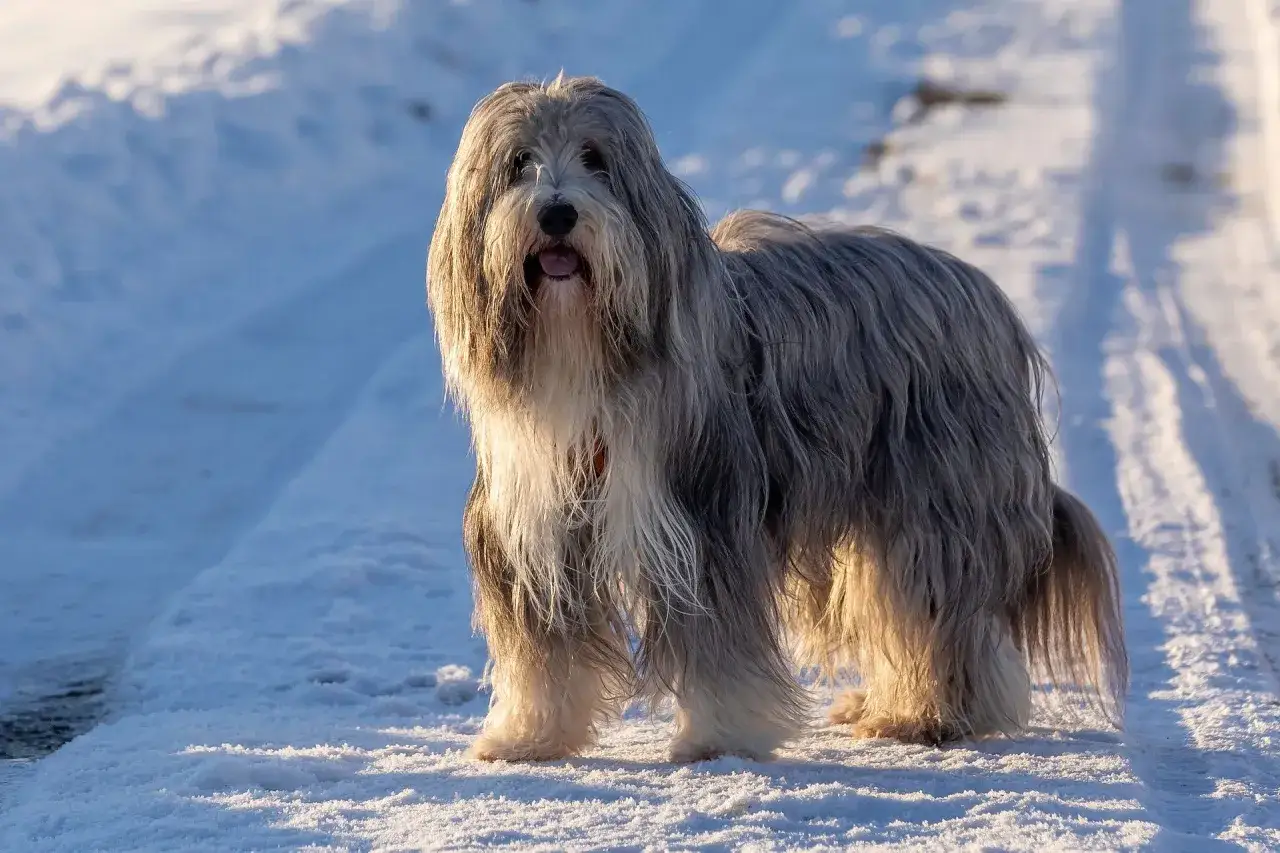 Ein Hund mit langen Haaren steht im Schnee. Sein Fell ist grau und weiß, und er sieht glücklich aus.
