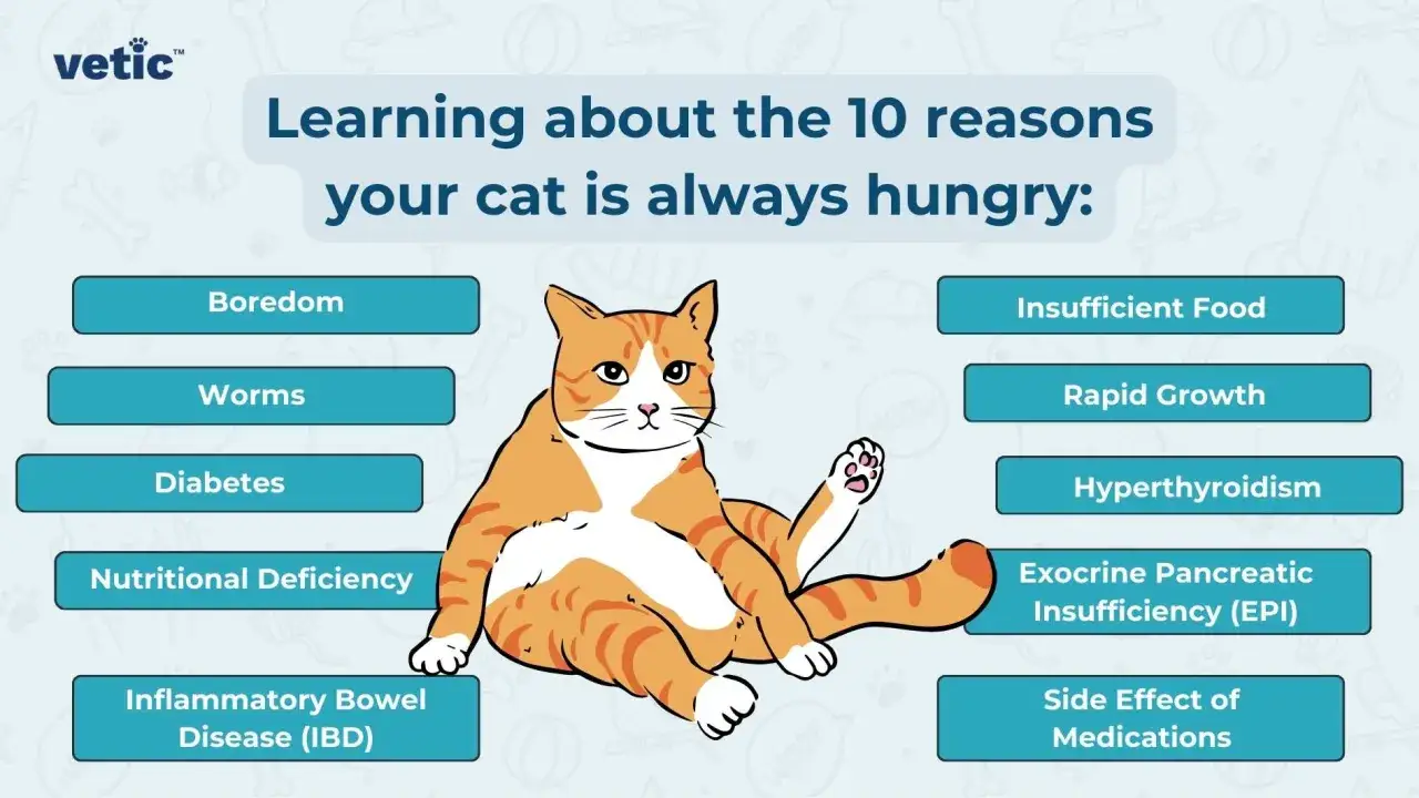 Ein orange-wei&szlig;er Kater sitzt und schaut fragend. Links und rechts von ihm sind Gr&uuml;nde aufgelistet, warum eine Katze immer Hunger hat, z.B. Langeweile oder Diabetes.