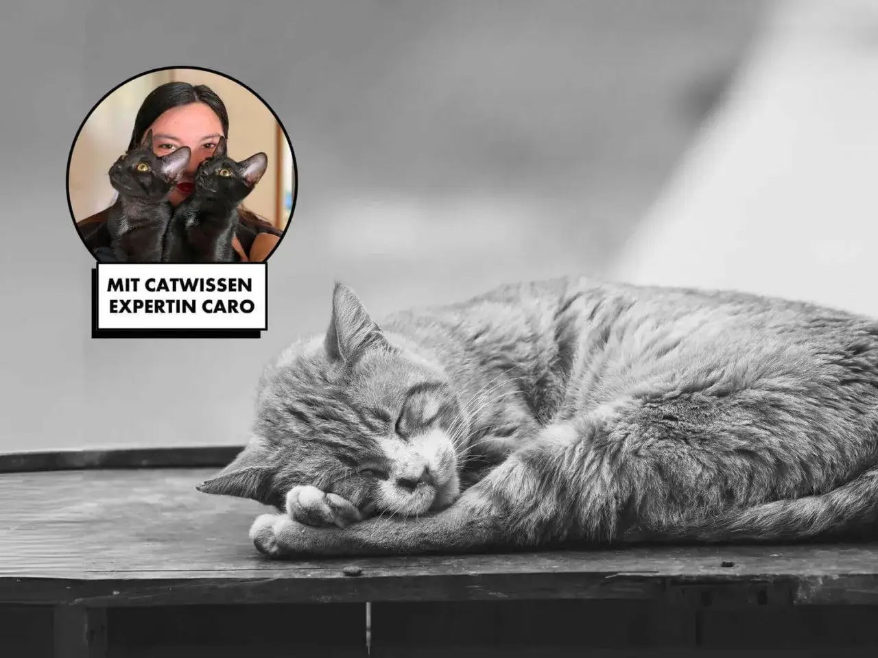 Katzenexpertin Caro erkl&auml;rt, wie trauern katzen. Ein schlafendes K&auml;tzchen liegt auf einem Tisch.