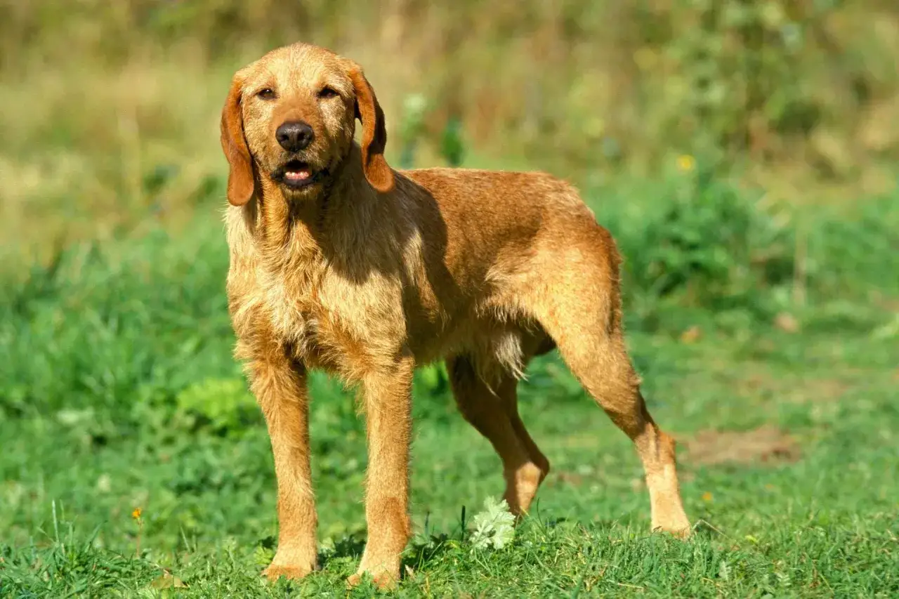 Ein Basset Fauve de Bretagne steht auf einer grünen Wiese.