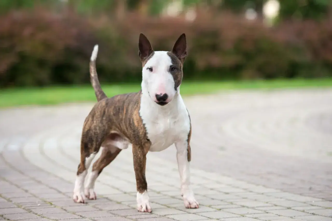Ein kleiner, gestromter Miniature Bull Terrier steht auf einem gepflasterten Weg.