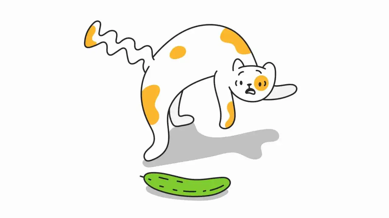 Ein wei&szlig;-orange geflecktes K&auml;tzchen springt erschrocken zur&uuml;ck, als es eine Gurke entdeckt. Warum haben Katzen Angst vor Gurken?