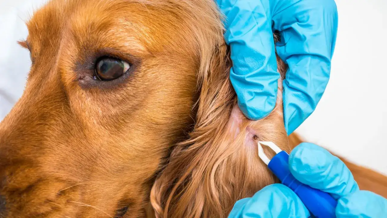 Hund mit Zecke am Ohr, die mit einer Zeckenzange entfernt wird. Ein Beispiel für hausmittel gegen zecken bei hunden.