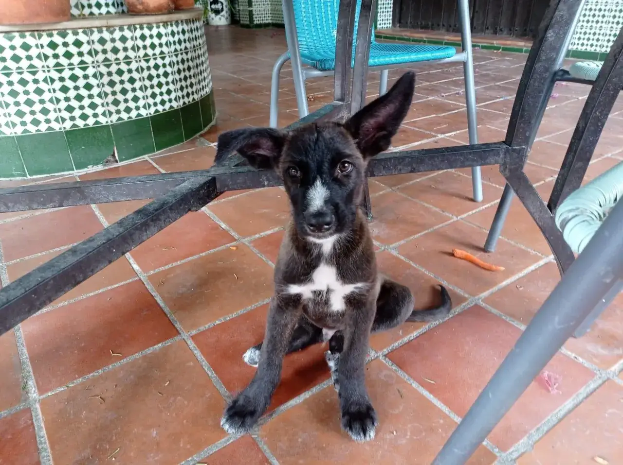 Ein neugieriger Podenco-Mix mit großen Ohren sitzt auf einer gefliesten Terrasse. Sein Wesen strahlt Wachsamkeit und Verspieltheit aus.