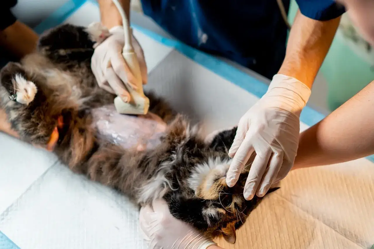 Tierärztin untersucht Katze mit Ultraschall. Wann Katze kastrieren? Ab 4 Monaten ist oft der richtige Zeitpunkt.
