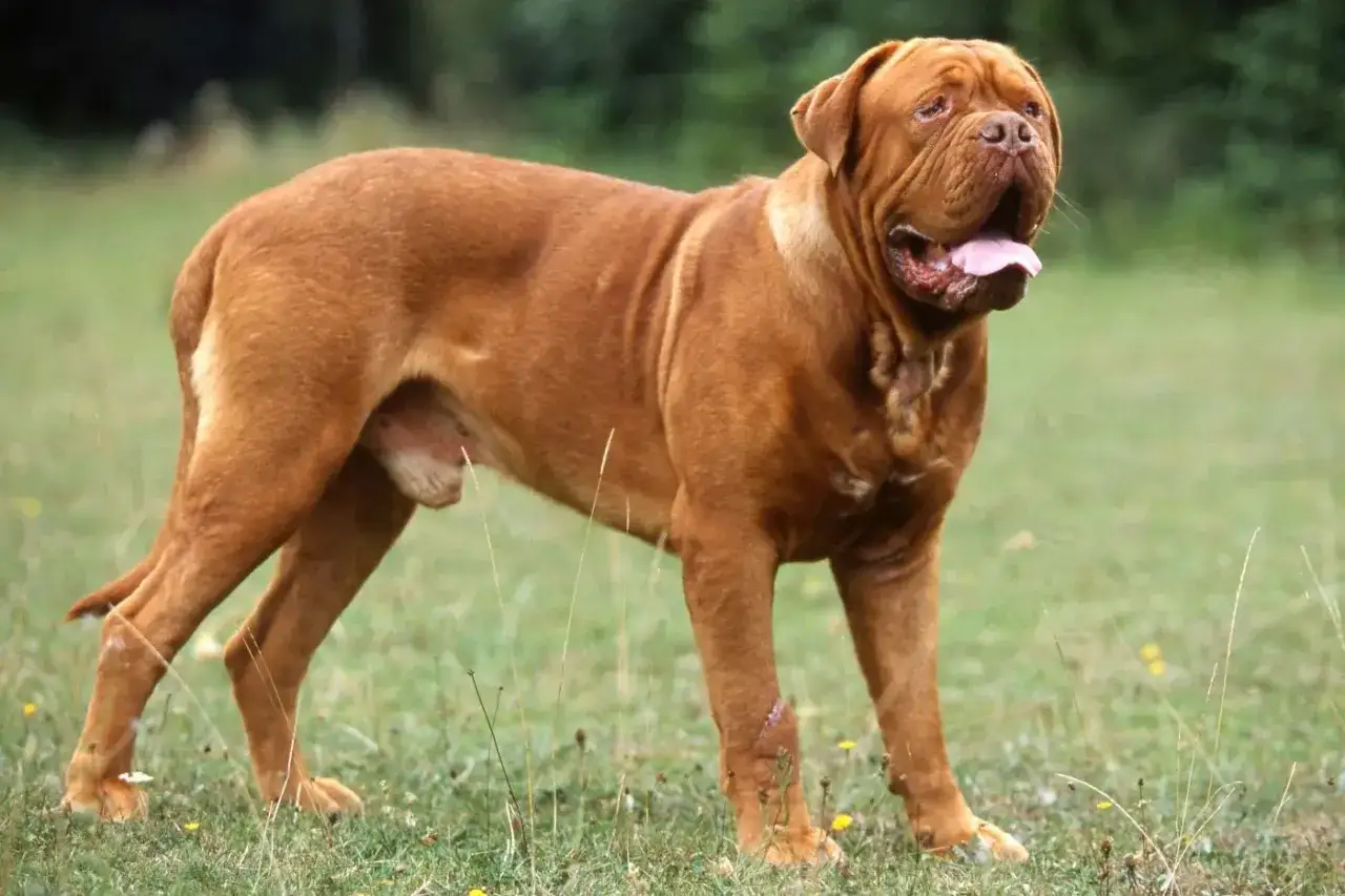 Ein stattlicher Bordeaux Dogge steht auf einer grünen Wiese. Sein rötlich-braunes Fell glänzt in der Sonne.