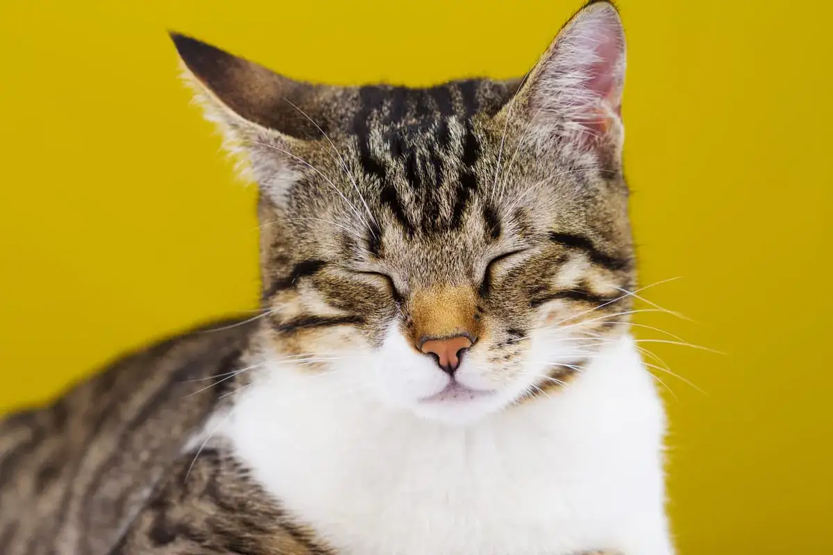 Eine getigerte Katze mit geschlossenen Augen schnurrt glücklich, als würde sie von unsichtbaren Händen gestreichelt.