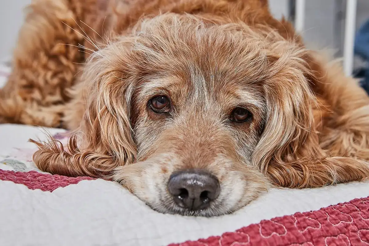 Ein trauriger Hund liegt auf einer Decke. Seine Augen sind trüb, ein Zeichen, dass der Hund sterben will.