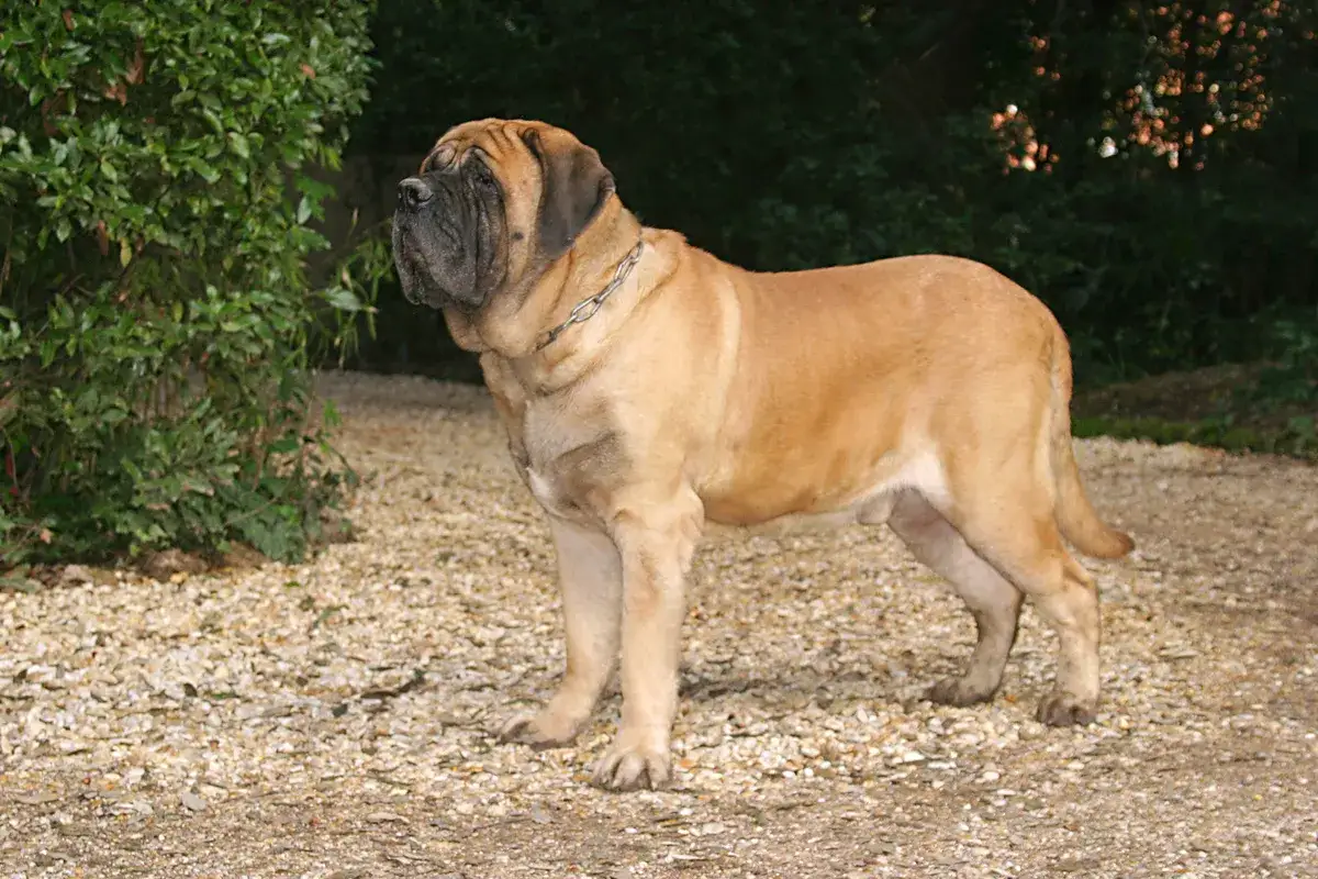 Ein stattlicher englischer Mastiff, geschätzt 155 kg, steht auf einem Kiesweg vor üppigem Grün.