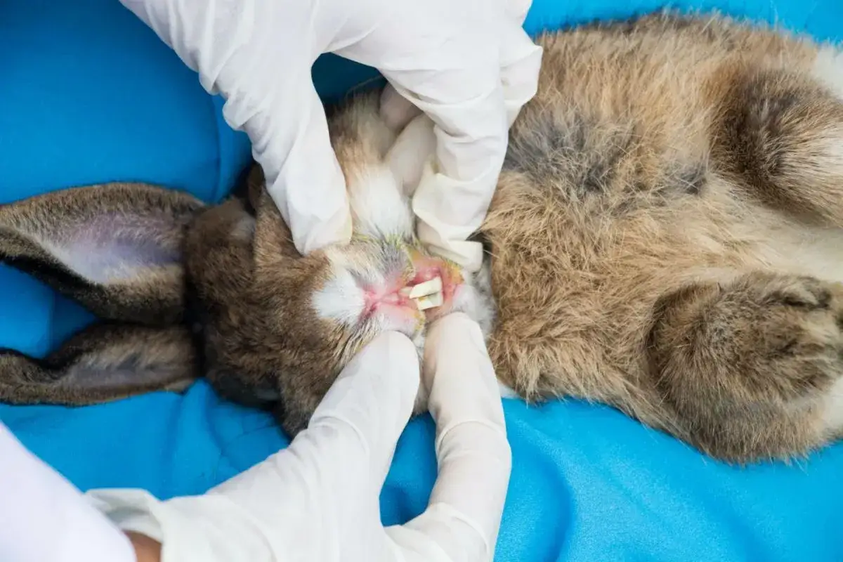 Tierarzt untersucht Kaninchen mit Kieferabszess. Die Heilungschancen h&auml;ngen von der Schwere ab.