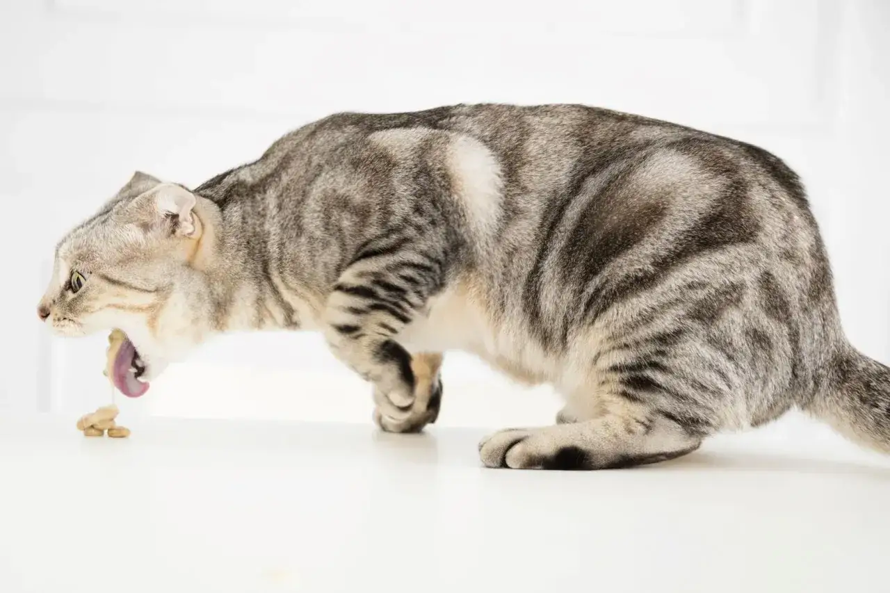 Graue Katze erbricht Futter. Bei einem Darmverschluss sind die katze darmverschluss op kosten hoch.