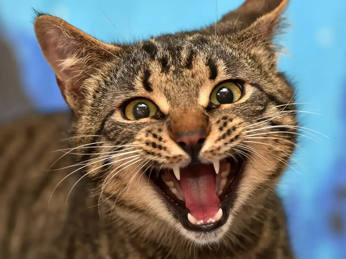 Eine getigerte Katze knurrt andere Katze an, mit weit geöffnetem Maul und spitzen Zähnen.
