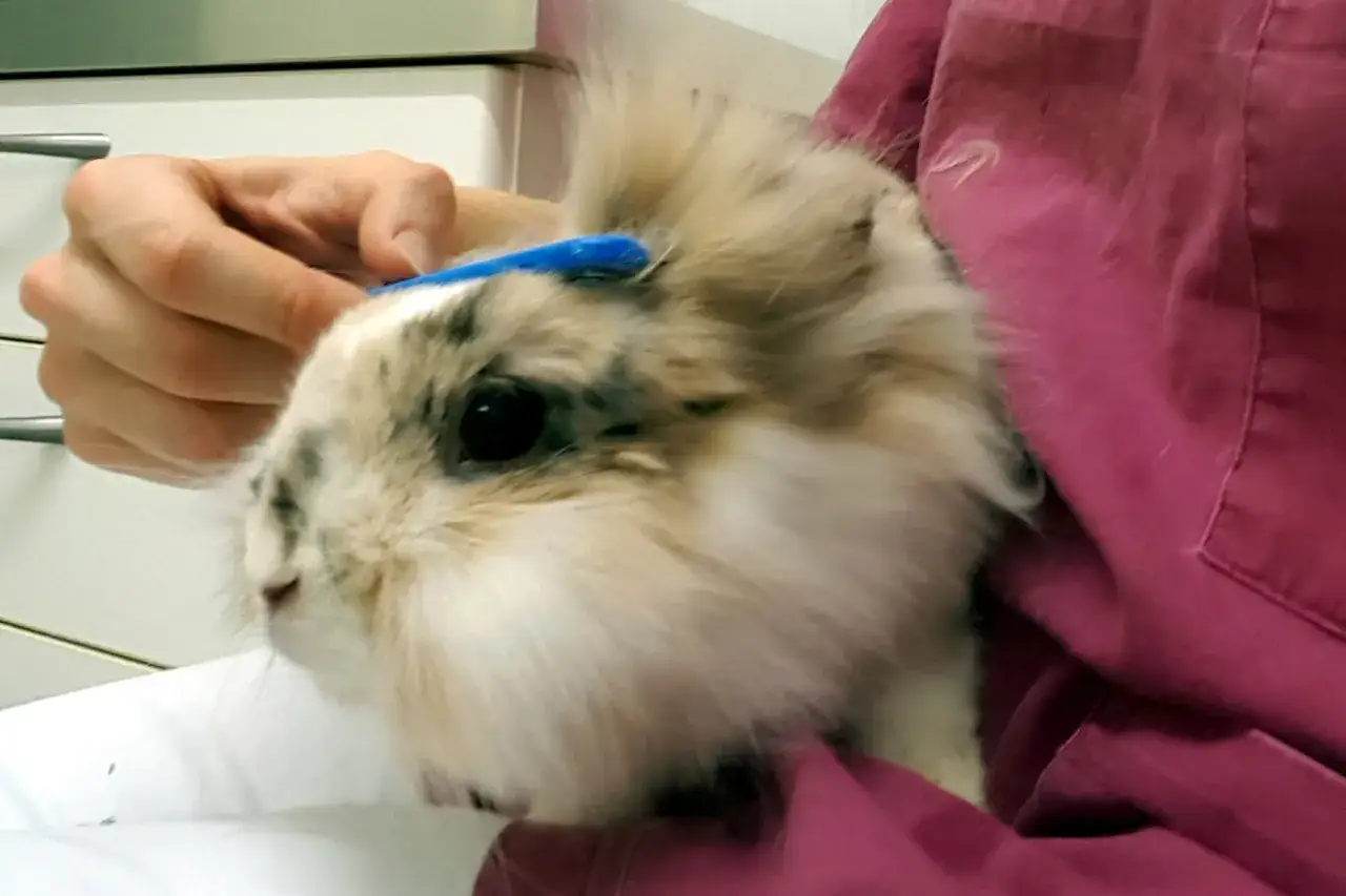 Ein Kaninchen wird sanft mit einer blauen B&uuml;rste gepflegt. Die Frage, darf man Kaninchen baden, wird hier nicht beantwortet, aber die Fellpflege ist wichtig.