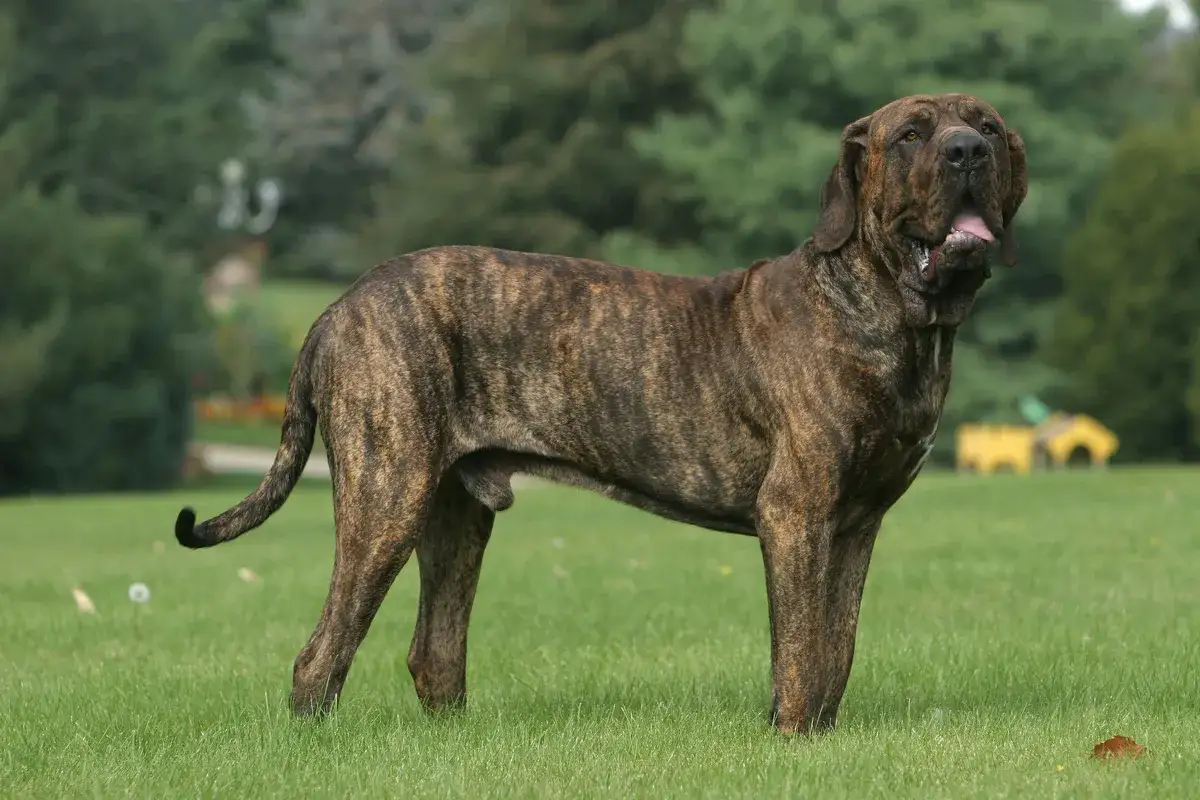 Ein stattlicher Fila Brasileiro mit gestromtem Fell steht auf einer grünen Wiese.