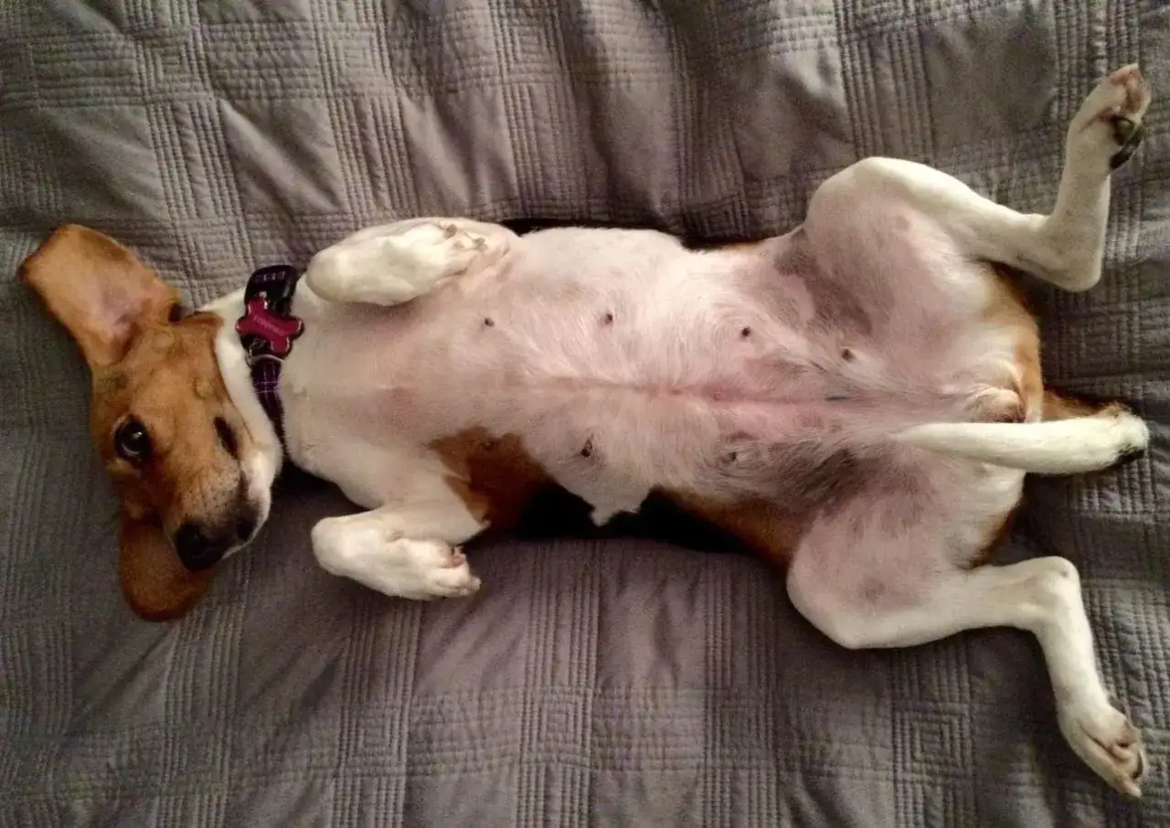 Hund liegt auf dem Rücken, sein Bauch gluckert, aber er frisst nicht.