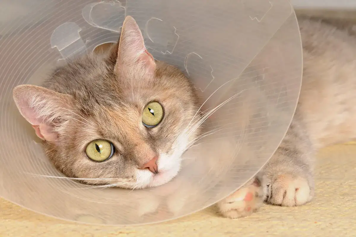 Katze mit Halskrause nach Kastration, sieht etwas anders aus, aber die grünen Augen strahlen.