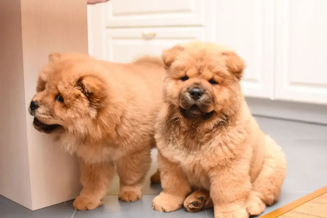 Zwei flauschige Chow Chow kurzhaar Welpen sitzen auf dem Boden. Einer schaut neugierig um eine Ecke.