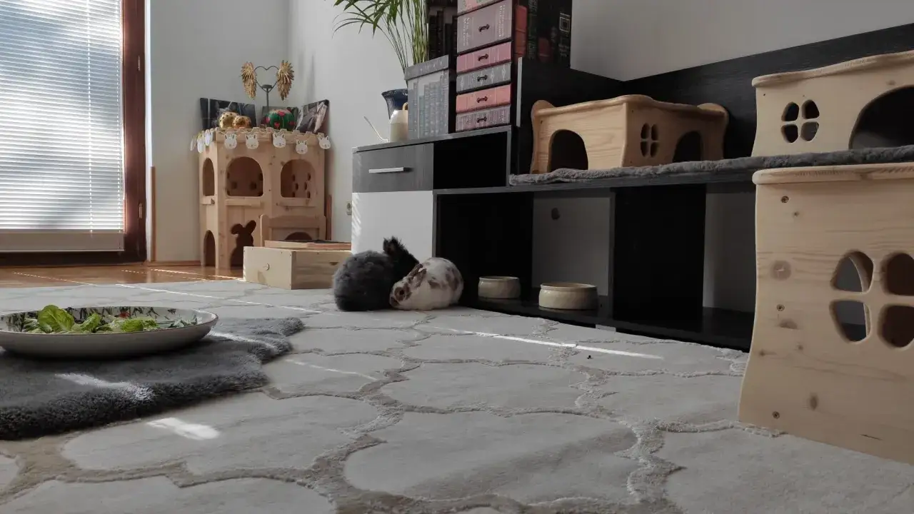 Zwei Zwergkaninchen kuscheln auf einem Teppich, umgeben von Spielhäusern und Futter. Perfekte Zwergkaninchen Haltung Wohnung.
