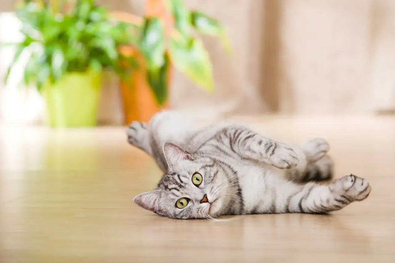 Graue Katze liegt auf dem Boden, spielt und genießt das Leben in der Wohnung.